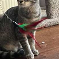 Thumbnail photo of ClOVER #4