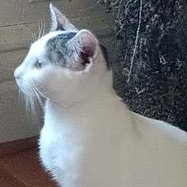 Thumbnail photo of Sasha #1