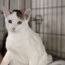 Thumbnail photo of Sasha #2