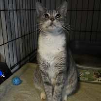 Thumbnail photo of Betsy #2