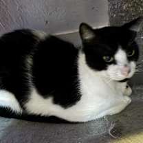 Thumbnail photo of Domino #1