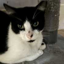 Thumbnail photo of Domino #2