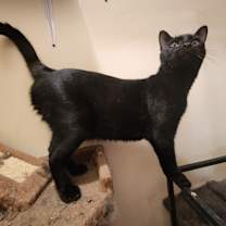 Thumbnail photo of Robin #2