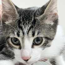 Thumbnail photo of Chandler #1