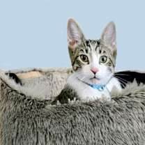 Thumbnail photo of Chandler #4