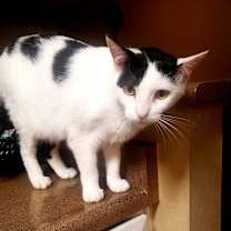 Thumbnail photo of valentine #1