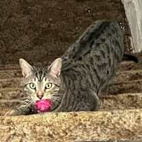 Thumbnail photo of Little Spirit (Smokey & Sita) #2