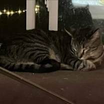 Thumbnail photo of Little Spirit (Smokey & Sita) #3