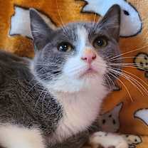adopt-pet