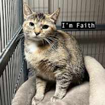 Thumbnail photo of CAT- FAITH #1
