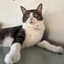 Thumbnail photo of Ruby 5 #1