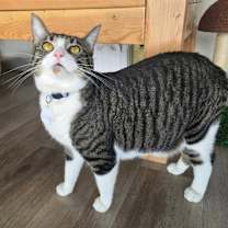 Thumbnail photo of Ruby 5 #2