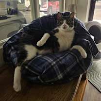 Thumbnail photo of Ruby 5 #3