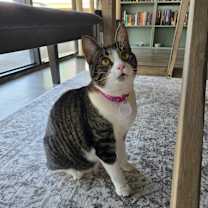 Thumbnail photo of Ruby 5 #4