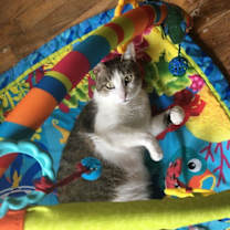 Thumbnail photo of Leroy - A FIV Lovebug #3