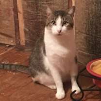 Thumbnail photo of Leroy - A FIV Lovebug #4