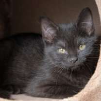 Thumbnail photo of Kipper #3