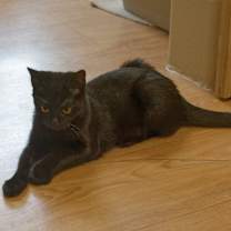 Thumbnail photo of Kipper #4