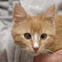 Thumbnail photo of Ginnie #1