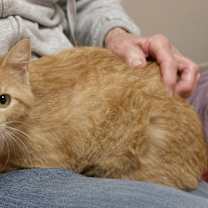 Thumbnail photo of Ginnie #2