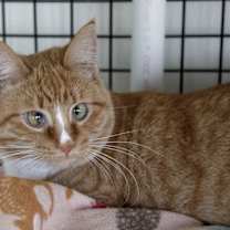 Thumbnail photo of Ginnie #3