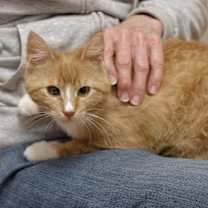 Thumbnail photo of Ginnie #4