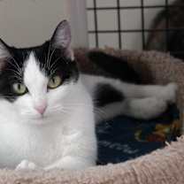 Thumbnail photo of Dasher #3