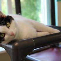 Thumbnail photo of Dasher #4