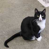 Thumbnail photo of Georgie #3