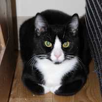 Thumbnail photo of Georgie #4