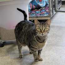 Thumbnail photo of Trixie #4