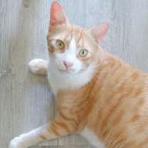 Thumbnail photo of Garfield #1