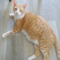 Thumbnail photo of Garfield #2