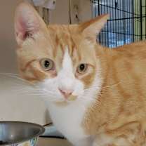 Thumbnail photo of Garfield #4