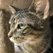 Thumbnail photo of Elvis #4