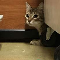 Thumbnail photo of Tiggie #2