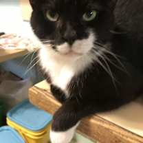 Thumbnail photo of Oreo #1