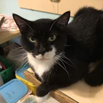 Thumbnail photo of Oreo #2