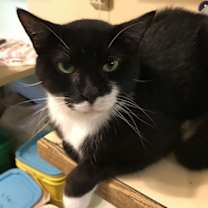 Thumbnail photo of Oreo #3