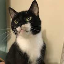 Thumbnail photo of Oreo #4