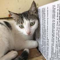 Thumbnail photo of Remi #2