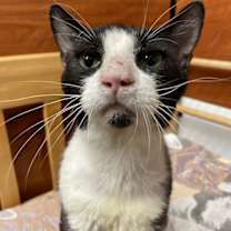 Thumbnail photo of Seven #1