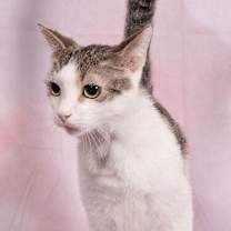 Thumbnail photo of Lenny #1