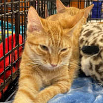 Thumbnail photo of Dash #4