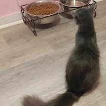 Thumbnail photo of Sable #2