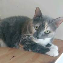 Thumbnail photo of Patches #4