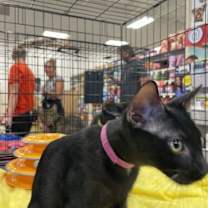 Thumbnail photo of Shuri #2