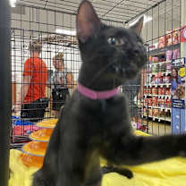 Thumbnail photo of Shuri #4