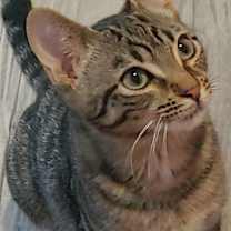 Thumbnail photo of Brock #1