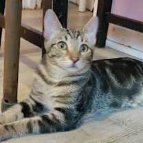 Thumbnail photo of Brody #1